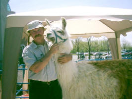 llamas in Gananoque 1000 Islands