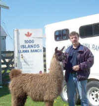 Llamas in Gananoque 